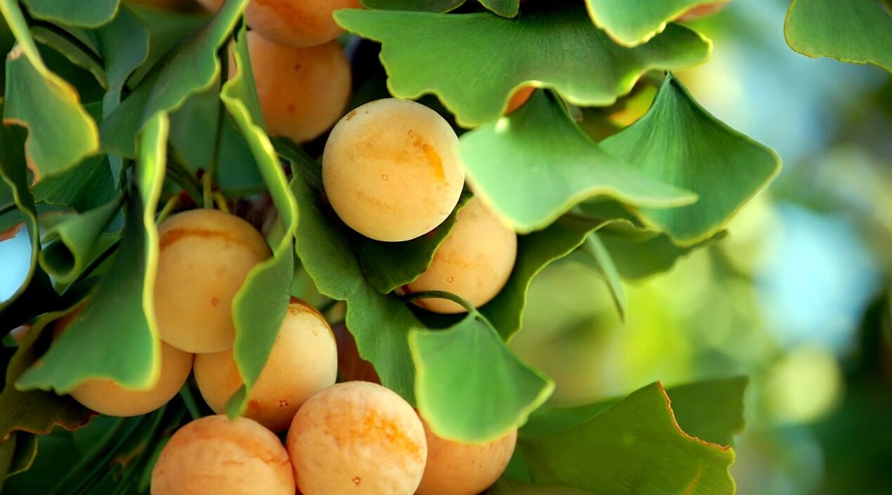 Ginkgo biloba chez Gluconol